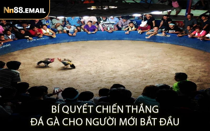 Bí quyết chiến thắng đá gà cho người mới bắt đầu