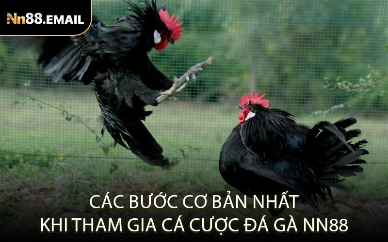 Các bước cơ bản nhất khi tham gia cá cược đá gà Nn88
