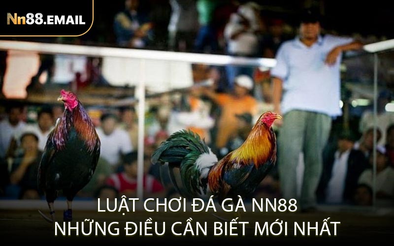 Luật chơi đá gà Nn88 - Những điều cần biết mới nhất