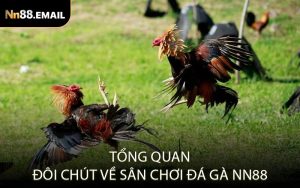Tổng quan đôi chút về sân chơi đá gà Nn88