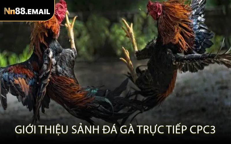 Giới Thiệu Sảnh Đá Gà Trực Tiếp CPC3